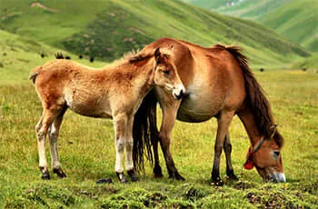 horses