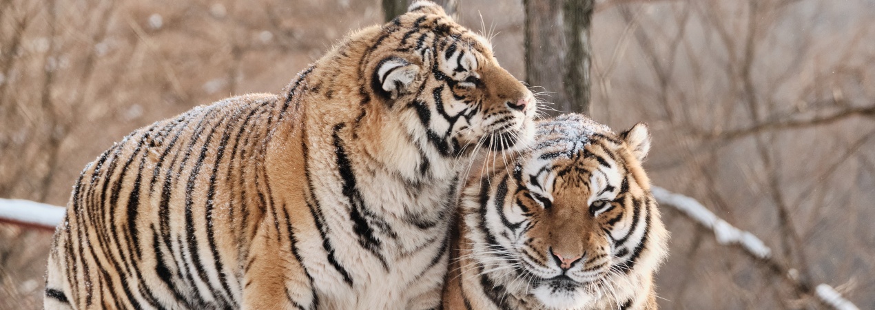 Siberian Tiger Park 